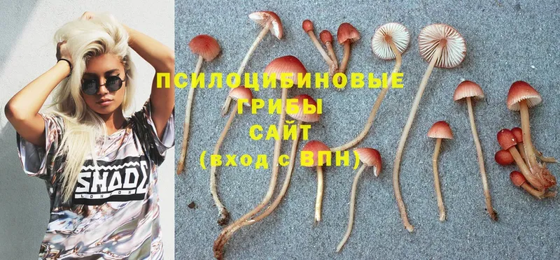 Псилоцибиновые грибы Magic Shrooms  где найти   kraken ССЫЛКА  Новоалтайск 